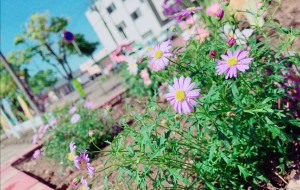 花壇の様子その２です（＾＾）