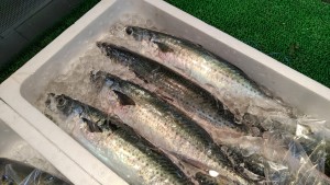 壱岐の新鮮な魚が自慢です!