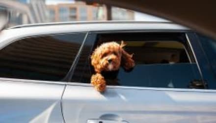 Driving With Pets: Everything You Need To Know