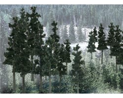 Value Trees Conifer 4-6 24 photo