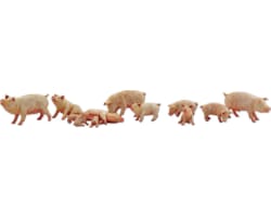 N Yorkshire Pigs photo