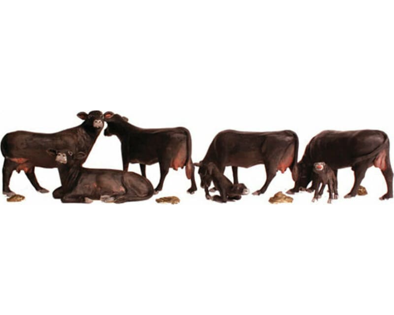 N Black Angus Cows photo