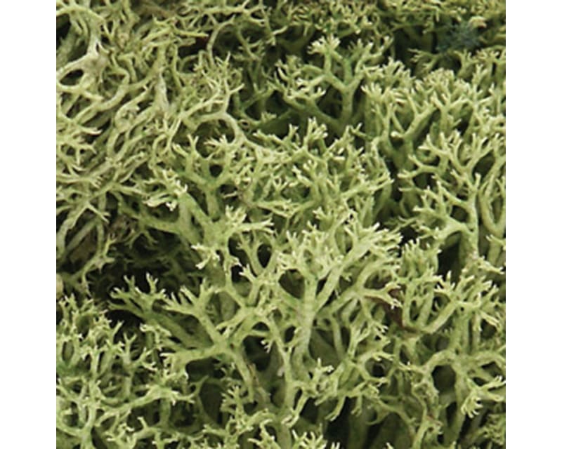 Lichen Bag Spring Green/82 cu. in.