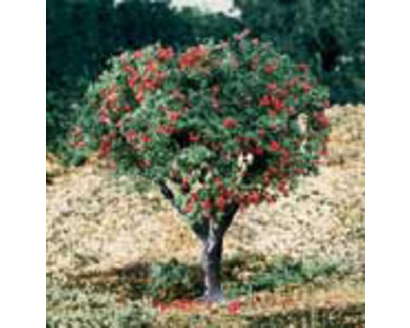 Flower Bag 4-Color/1.5 cu. in.