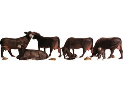 WOOA2217 N Black Angus Cows