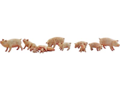 WOOA2218 N Yorkshire Pigs