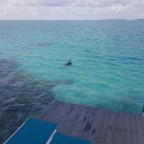 Flitterwochen auf den Malediven Galerie - Schnorcheln vor der Over the Water Villa auf Kandima