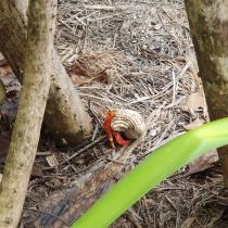 Flitterwochen auf den Malediven Galerie - Ein kleiner Einsiedlerkrebs auf Kandima