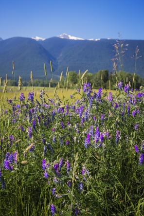 Real Wedding - Malerische Hochzeit in British Columbia - 05