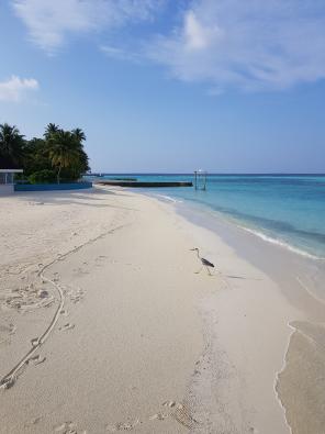Flitterwochen auf den Malediven Galerie - Der Sheriff des Nova dreht seine Runde am Beach