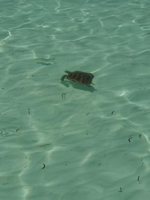 Flitterwochen auf den Malediven Galerie - Schildkröten direkt in Strandnähe vom COMO Cocoa Island zu beobachten