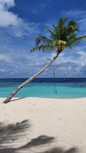 Heiraten auf den Malediven Galerie - Palme mit Schaukel im St. Regis Maldives - Hochzeitsplaza