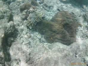 Heiraten auf den Malediven Galerie - Clownfisch vorm St. Regis Maldives - Hochzeitsplaza