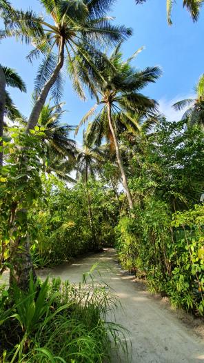 Heiraten auf den Malediven Galerie - Palmen auf Kandolhu - Hochzeitsplaza