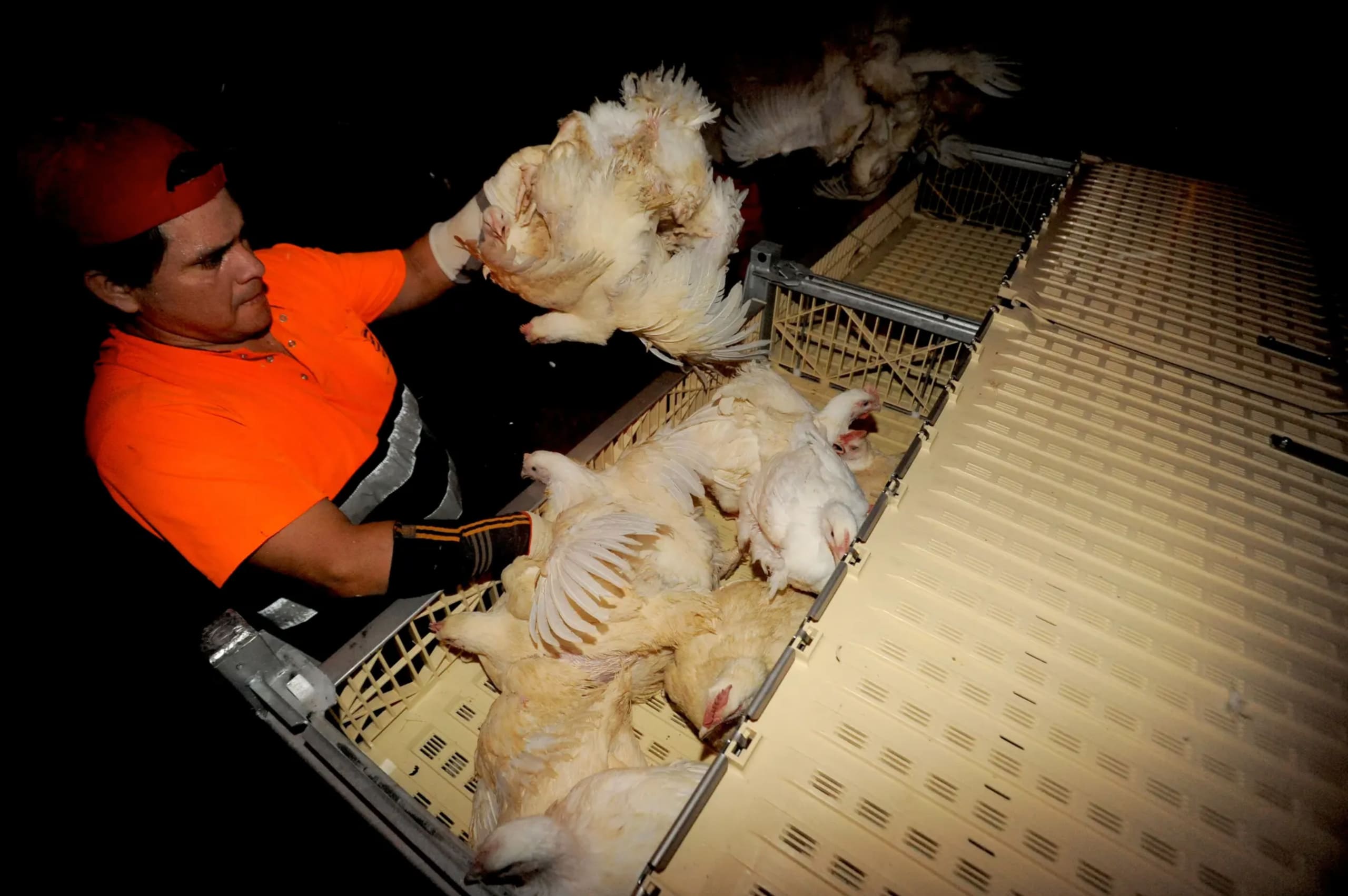 Broiler chickens Spain 2009