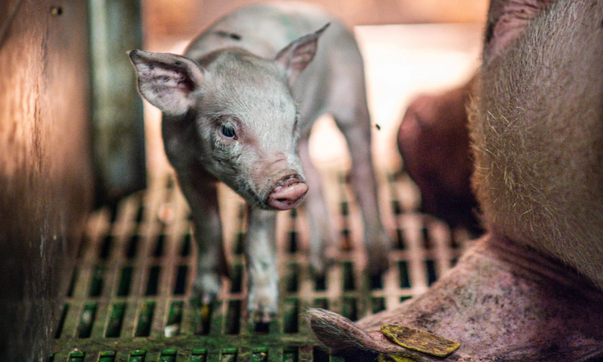 Eines habe ich über die moderne Landwirtschaft gelernt – wir sollten es nicht so machen