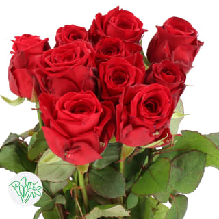 Rose Red Naomi 60-80cm (10 Stems)