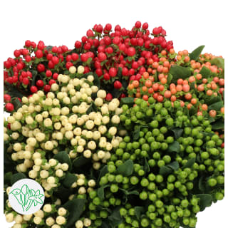 Hypericum Berries - Dark Red