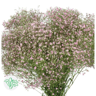 Gypsophila paniculata preservada verde - 40492 - Gypsophila