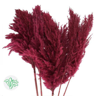 Typha Top Burgundy