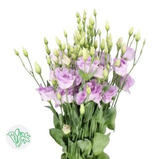 Celeb 2, Celebrich, Blue Chateau, Lisianthus, Flower Seeds, Products