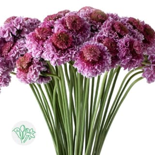 Scabiosa French Vanilla blush Scoop 100 stems