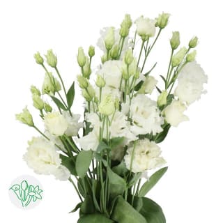 Celeb 2, Celebrich, Blue Chateau, Lisianthus, Flower Seeds, Products