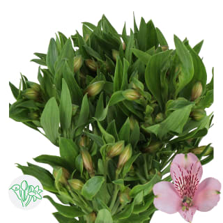 Alstroemeria | Flowers | All products | Holex Flower