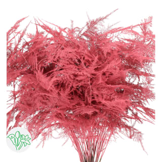 Asparagus Setaceus Dyed Feathers Coral | Asparagus Setaceus Dyed 