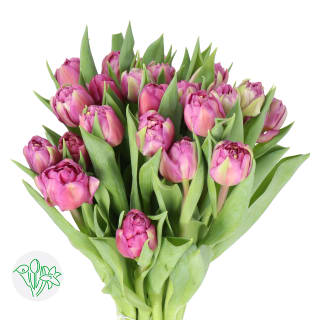 Tulip Double Respectable | Tulip Double | Tulip Double | Tulip 