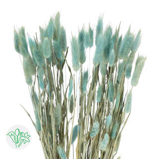 兔尾草干材浅蓝Light Blue | 兔尾草干材| Dried Grasses | Dried 