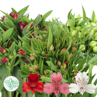 Alstroemeria | Flowers | All products | Holex Flower