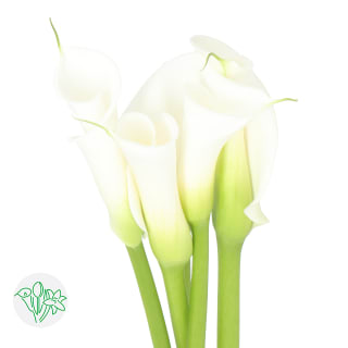 Calla/Zantedeschia mixte x 3 achats avantageux sur