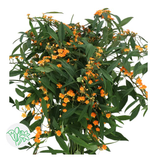 Euphorbia Fulgens Spray Sunstream