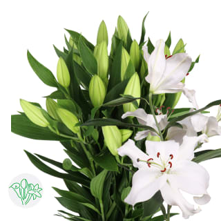 Lily Oriental Santander | Lily Oriental | Lily Oriental | Lily 