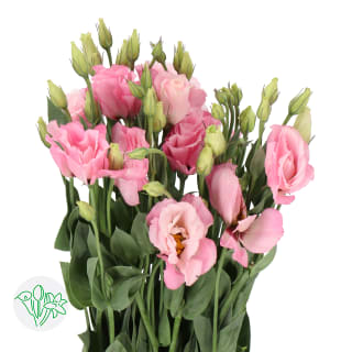 Lisianthus Double Arena Light Pink Double Eustoma (Lisianthus) Double | Eustoma (Lisianthus) Flowers | All products | Holex Flower