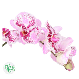 Phalaenopsis Anthura Purple Spot | Phalaenopsis | Phalaenopsis 