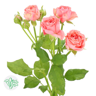 玫瑰-多头珊瑚色Coral Yo Yo | 玫瑰-多头| 玫瑰-多头| 玫瑰| 切花类