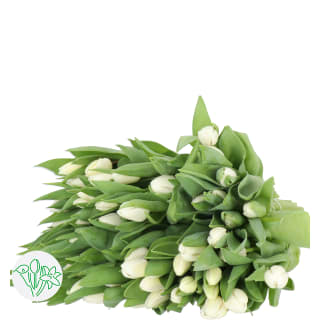 Tulipan Enkelt Assorted White X360 | Tulipan Enkelt | Tulipan Enkelt |  Tulipaner | Blomster | All products | Holex Flower