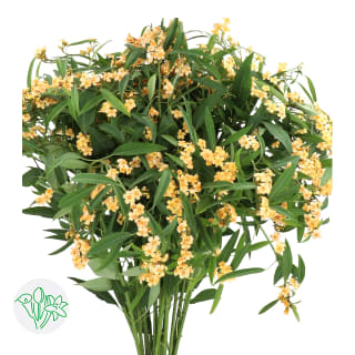 Euphorbia Fulgens Spray Cognac Baron