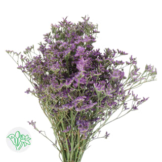 Limonium Maine Blue | Limonium | Limonium | Fillers | Flowers 