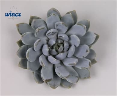 Succulents | Flowers | All products | Holex Flower