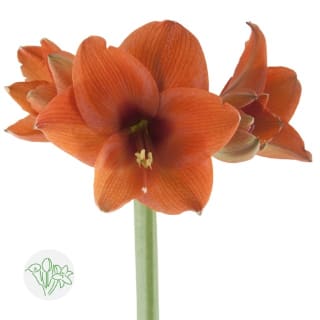 Hippeastrum (Amaryllis) | Flowers | All products | Holex Flower