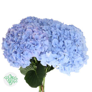 Hydrangea | Flowers | All products | Holex Flower