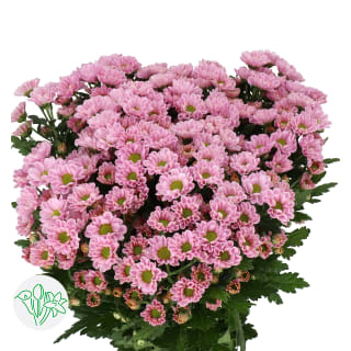 Chrysanth Santini Rossi Pink | Chrysanth Santini | Chrysanthemum 
