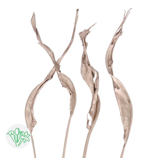 More Dried Products Dried Preserved Products 永生花 All Products Holex Flower More Dried Products Dried Preserved Products 永生花 All Products Holex Flower