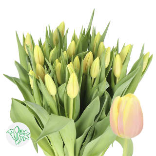 郁金香| 切花类| All products | Holex Flower