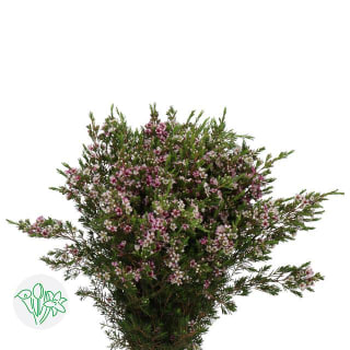 Chamelaucium (Waxflower) | Flowers | All products | Holex Flower