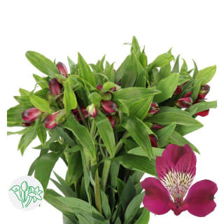 Alstroemeria | Flowers | All products | Holex Flower