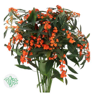 Euphorbia Fulgens Spray Queen Of Orange